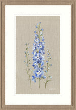 Delphinium