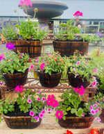 Sage & Stone Plants