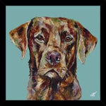 Red Fox Lab Small