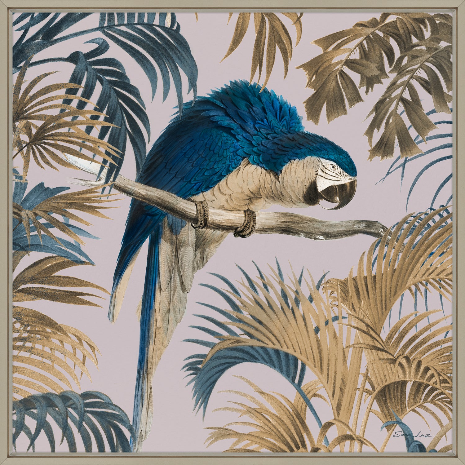 Macaw