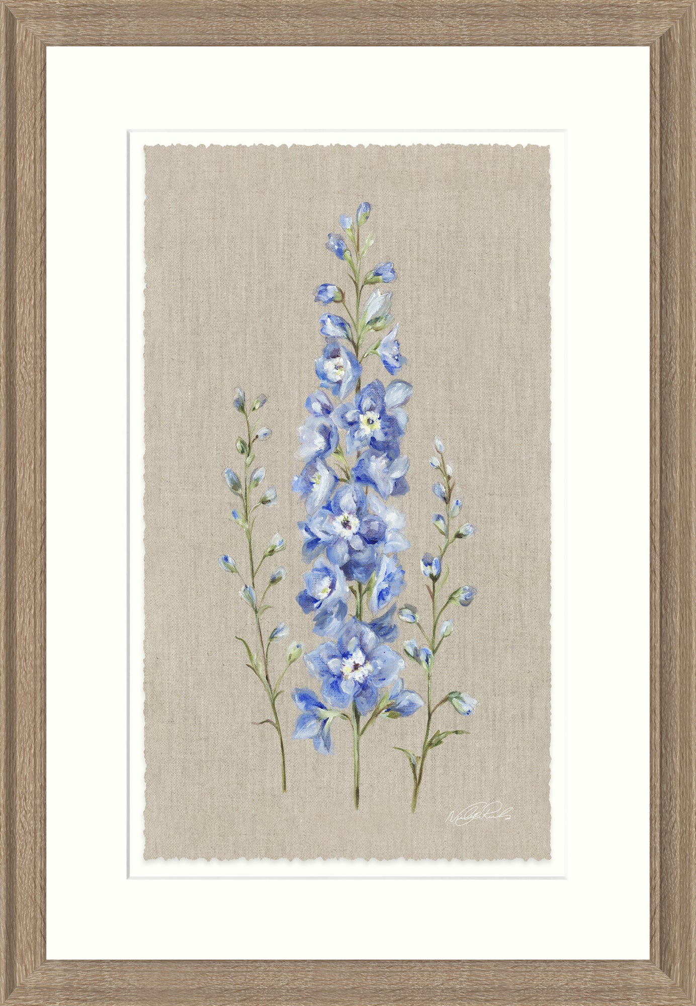 Delphinium