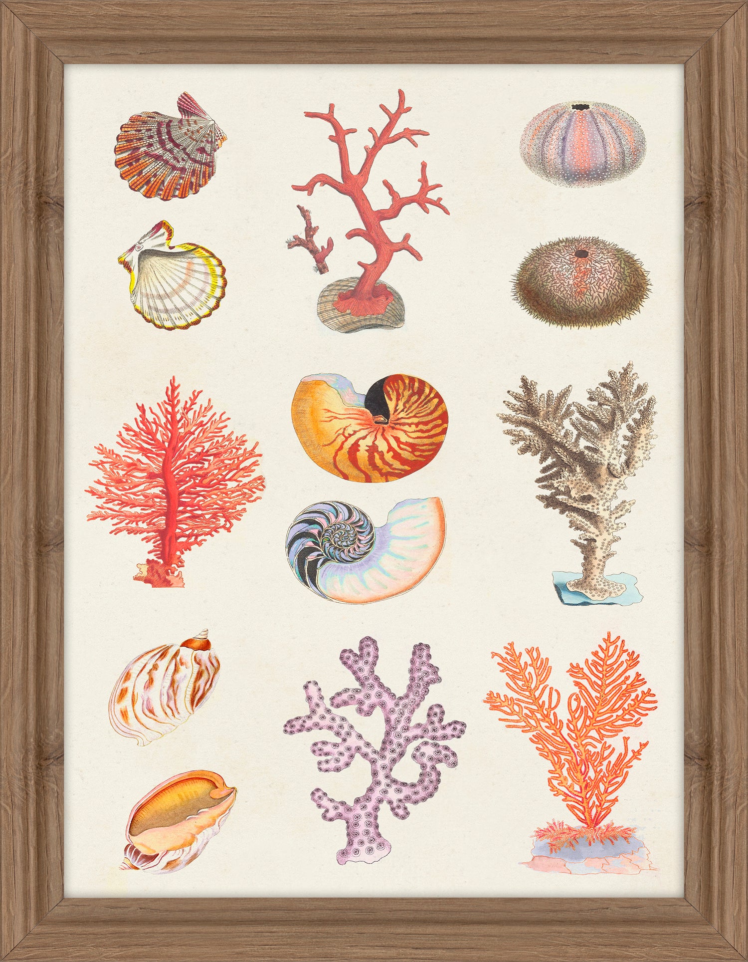 Coral and shell Collage I