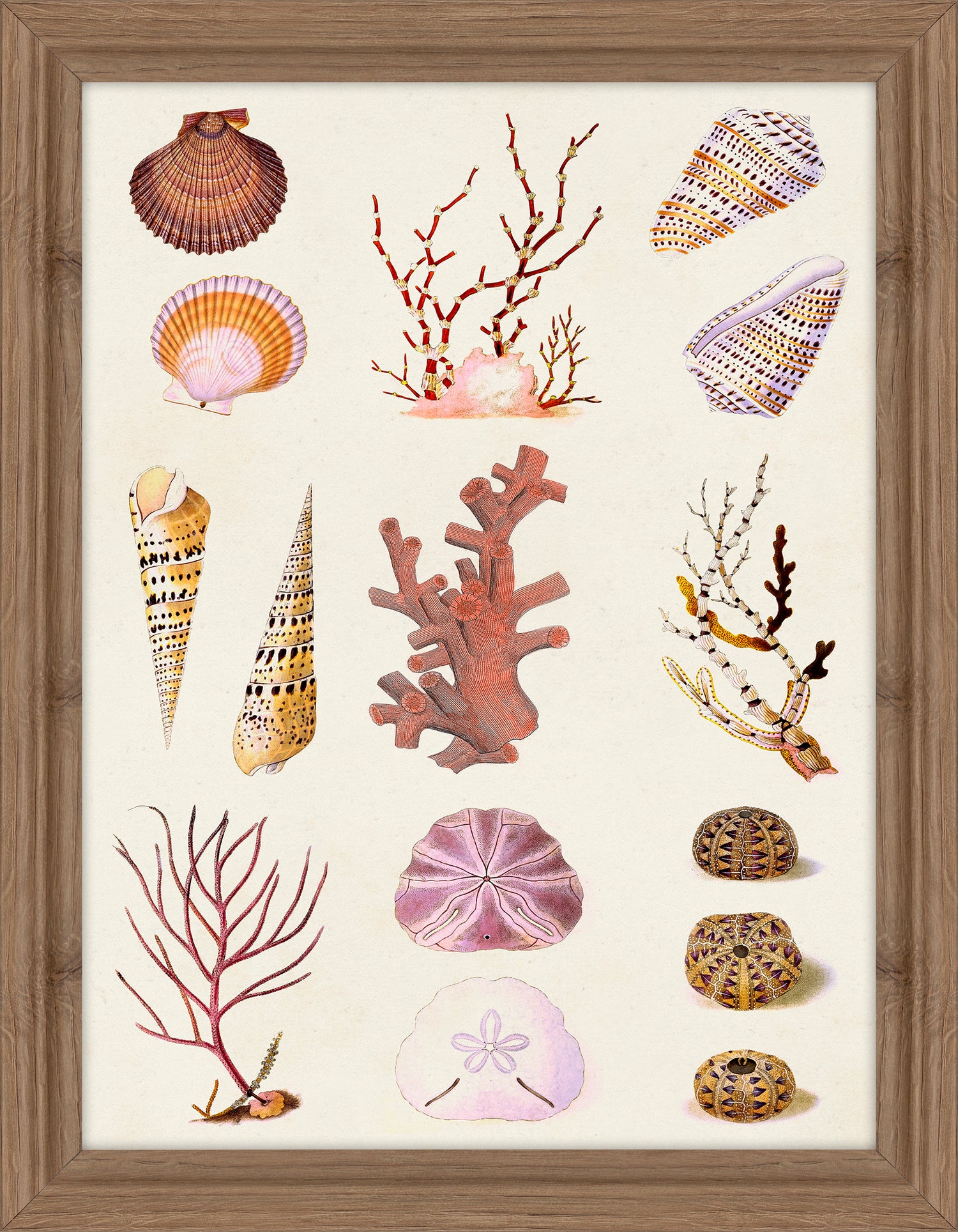 Coral and shell Collage II