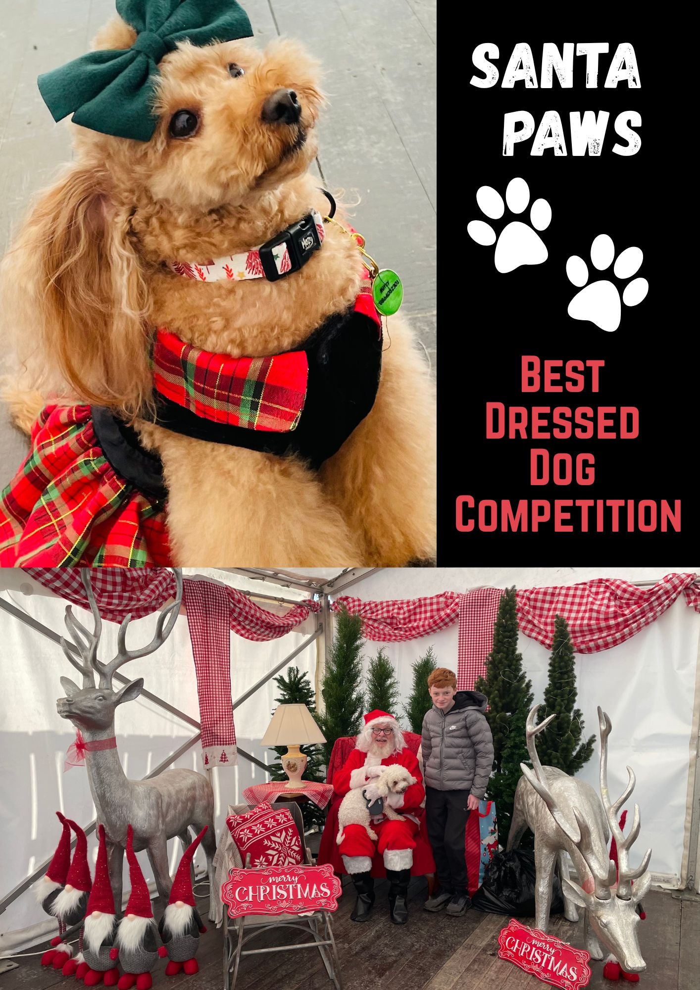 Santa Paws Sage&Stone 2025